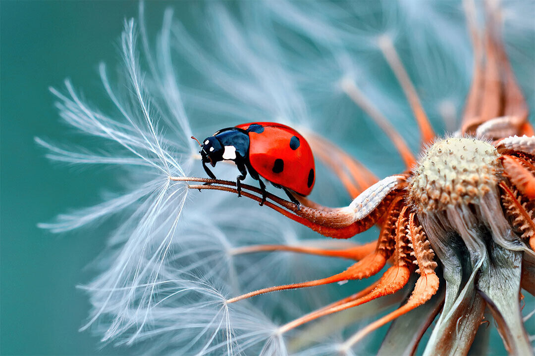 Ladybug Cute Colorful Insect Nature Animal Poster Wall Art Print Home Wall Decor - xonomax