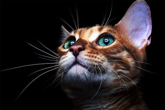 Cat Eyes Green-eyed Cat Looking Forward Animal Poster Wall Art Print Home Wall Decor - xonomax