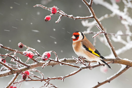 Bird Perched On Tree Branch Snow Landscape Poster Wall Art Print Home Wall Decor - xonomax