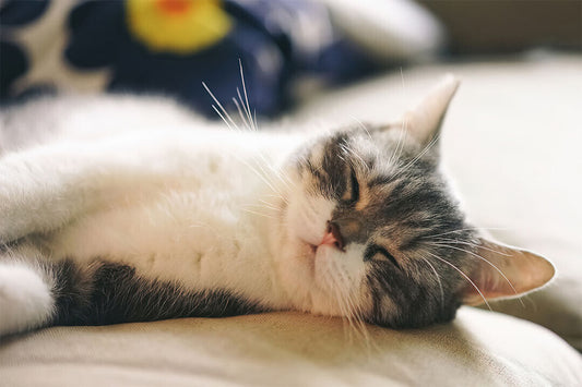Cat Sleeping Cute Animals Nature Life Poster Wall Art Print Home Wall Decor - xonomax