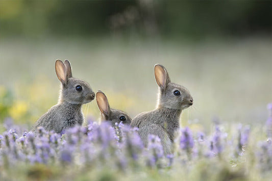 Three Rabbits Animal Herbivore Animals Nature Life Poster Wall Art Print Home Wall Decor - xonomax