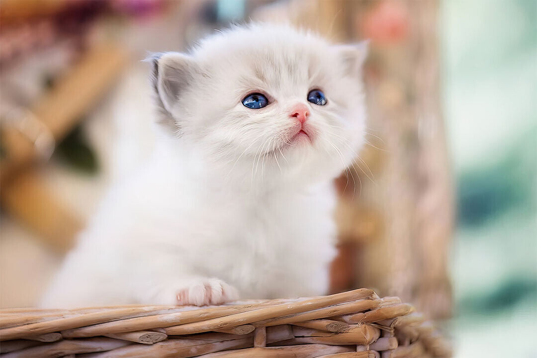 Cute White Cat In Basket Kitten Animals Poster Wall Art Print Home Wall Decor - xonomax