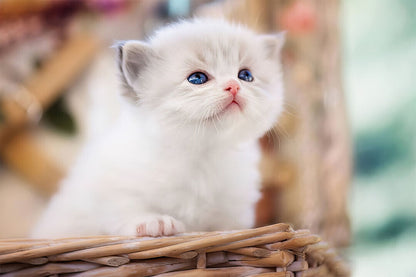 Cute White Cat In Basket Kitten Animals Poster Wall Art Print Home Wall Decor - xonomax