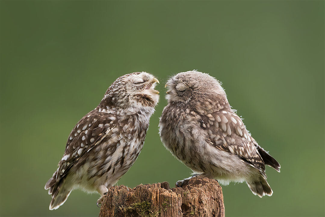 Two Cute Owls With Eyes Closed Animals Nature Life Poster Wall Art Print Home Wall Decor - xonomax