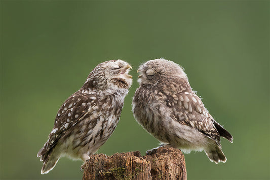 Two Cute Owls With Eyes Closed Animals Nature Life Poster Wall Art Print Home Wall Decor - xonomax