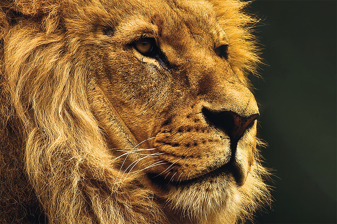 Wild Lion Dangerous Animals Nature Poster Wall Art Print Home Wall Decor - xonomax