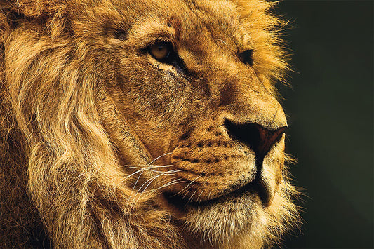 Wild Lion Dangerous Animals Nature Poster Wall Art Print Home Wall Decor - xonomax