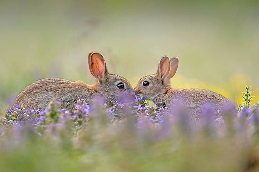 Rabbits Animal Herbivore Animals Nature Life Poster Wall Art Print Home Wall Decor - xonomax