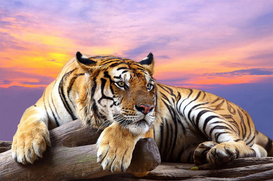 Tiger Sitting On Tree Branch Animals Nature Life Poster Wall Art Print Home Wall Decor - xonomax