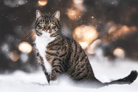 Cat In Snow Cute Animals Nature Life Poster Wall Art Print Home Wall Decor - xonomax