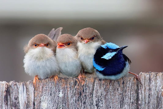 Cute Cuddling Birds Nature Life Poster Wall Art Print Home Wall Decor - xonomax