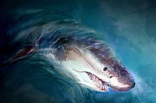 Shark Artistic Drawings Picture Chart Animals Gift Poster Wall Art Print Home Wall Decor - xonomax