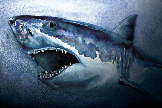 Shark Artistic Drawings Picture Chart Animals Art Poster Wall Art Print Home Wall Decor - xonomax