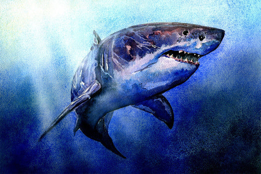 Shark Artistic Drawings Picture Chart Animals Poster Wall Art Print Home Wall Decor - xonomax