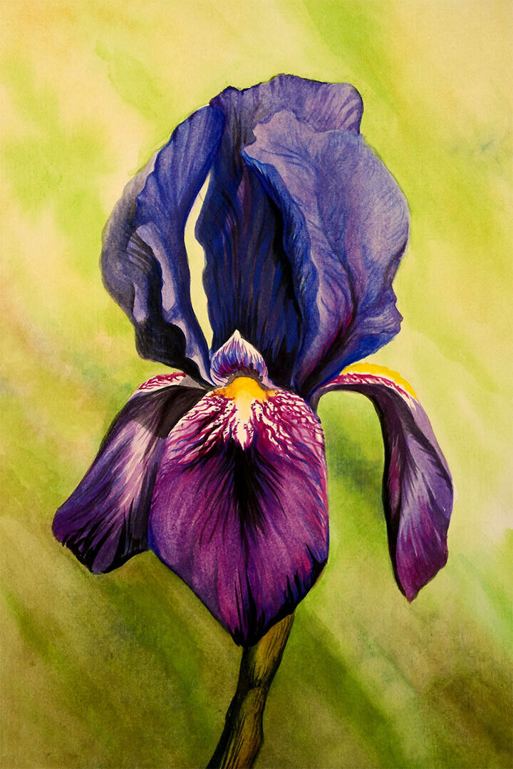 Iris Colorful Plants Flower Purple Poster Wall Art Print Home Wall Decor - xonomax