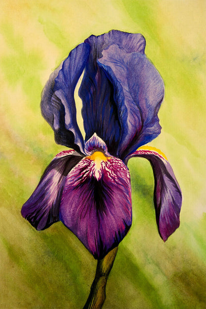 Iris Colorful Plants Flower Purple Poster Wall Art Print Home Wall Decor - xonomax