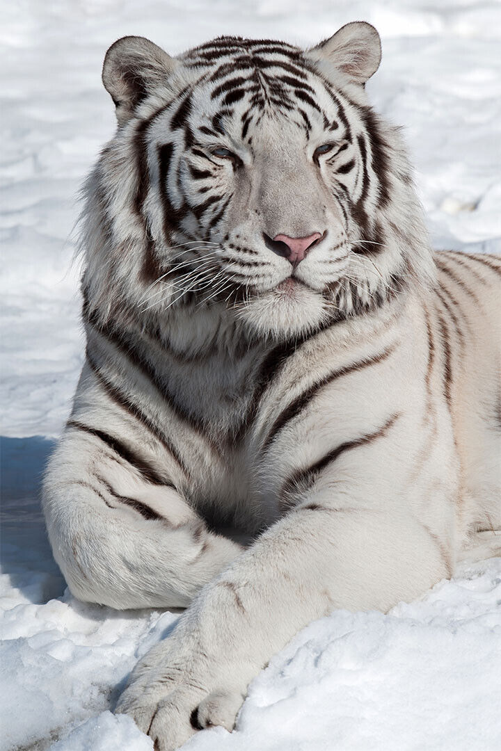 Tiger Sitting On The Snows Poster Wall Art Print Home Wall Decor - xonomax