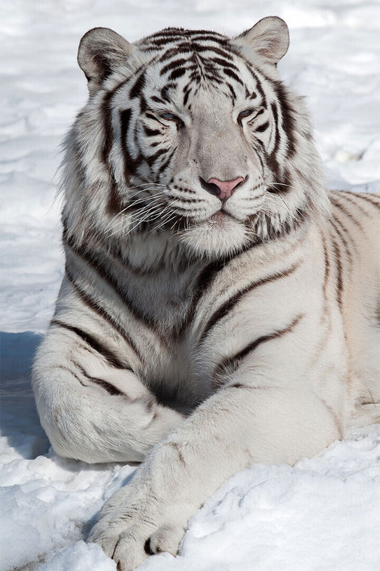 Tiger Sitting On The Snows Poster Wall Art Print Home Wall Decor - xonomax