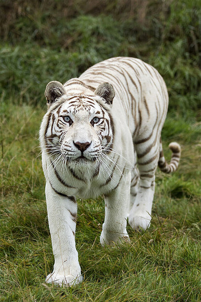 Tiger Animal Dangerous Wander Poster Wall Art Print Home Wall Decor - xonomax
