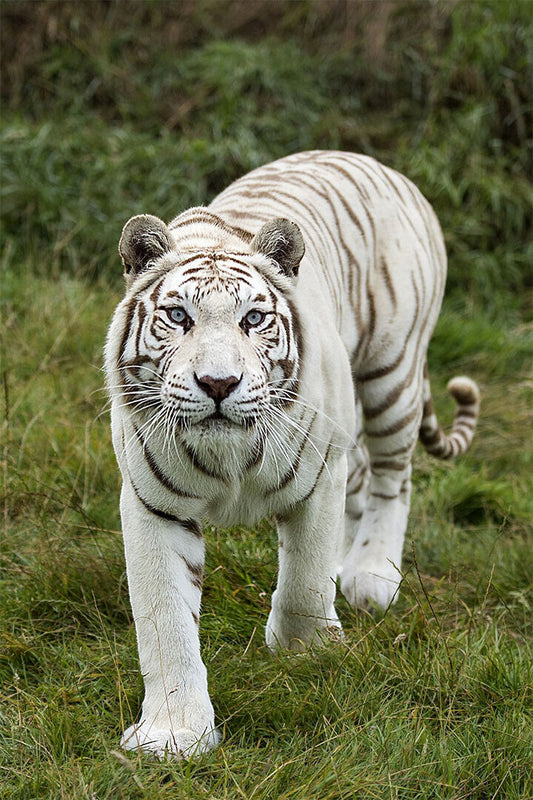 Tiger Animal Dangerous Wander Poster Wall Art Print Home Wall Decor - xonomax