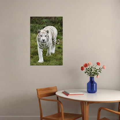 Tiger Animal Dangerous Wander Poster Wall Art Print Home Wall Decor - xonomax