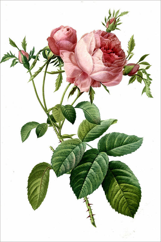 Rose Colorful Flowering Plant Drawing Picture Poster Wall Art Print Home Wall Decor