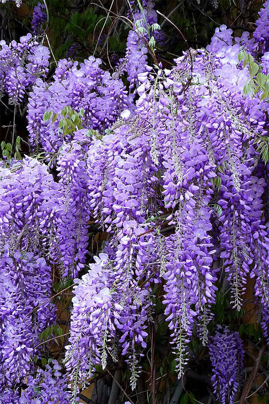 Flowers Wisteria Nature Purple Plant Vintage Poster Wall Art Print Home Wall Decor - xonomax
