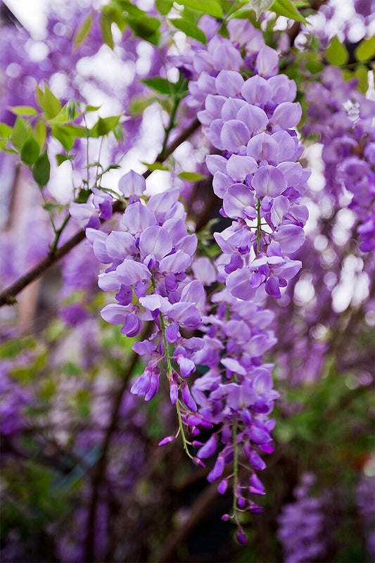 Flowers Wisteria Purple Plant Nature Vintage Poster Wall Art Print Home Wall Decor - xonomax