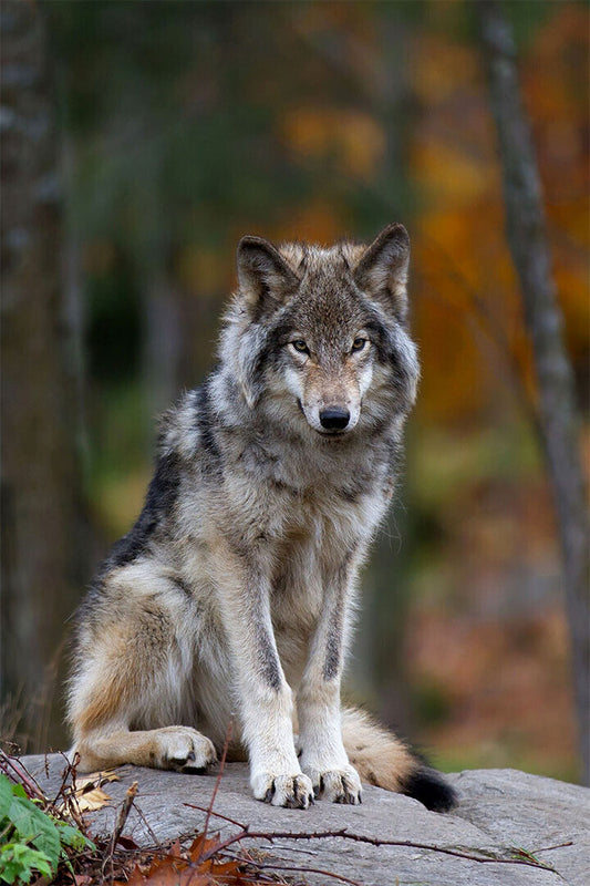 Wolf Wild Life Animal Environmental Poster Wall Art Print Home Wall Decor - xonomax