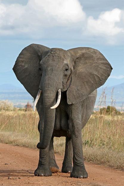 Elephant Looking At Camera Picture Poster Wall Art Print Home Wall Decor - xonomax