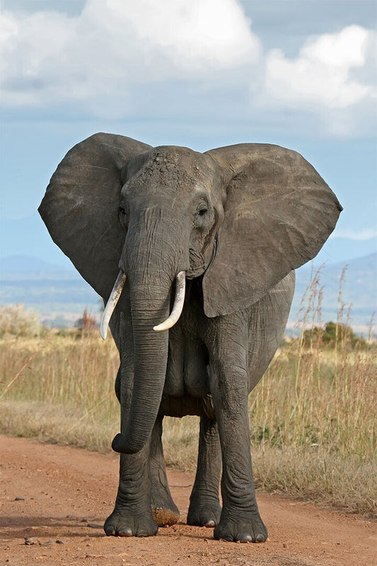 Elephant Looking At Camera Picture Poster Wall Art Print Home Wall Decor - xonomax