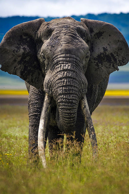 Elephant Approaching Animals Poster Wall Art Print Home Wall Decor - xonomax
