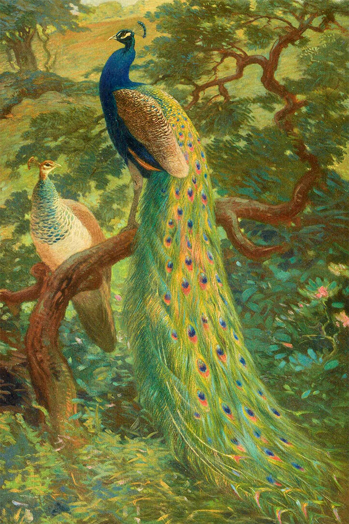 Peacocks Colorful Feathered Bird Poster Wall Art Print Home Wall Decor - xonomax