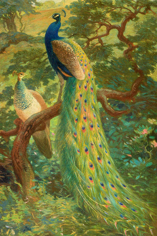 Peacocks Colorful Feathered Bird Poster Wall Art Print Home Wall Decor - xonomax