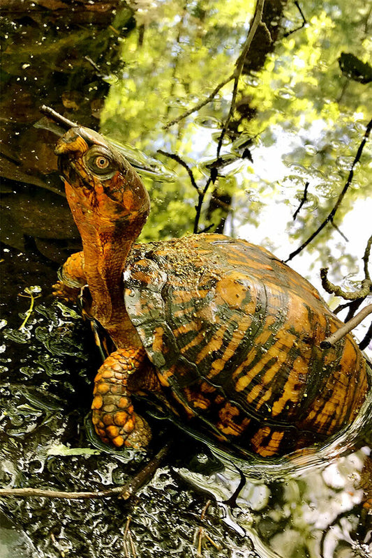 Turtle In Water Reptile Animal Poster Wall Art Print Home Wall Decor