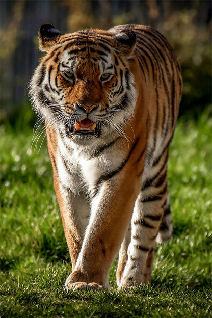 Tiger Animal Dangerous Wander Poster Wall Art Print Home Wall Decor - xonomax