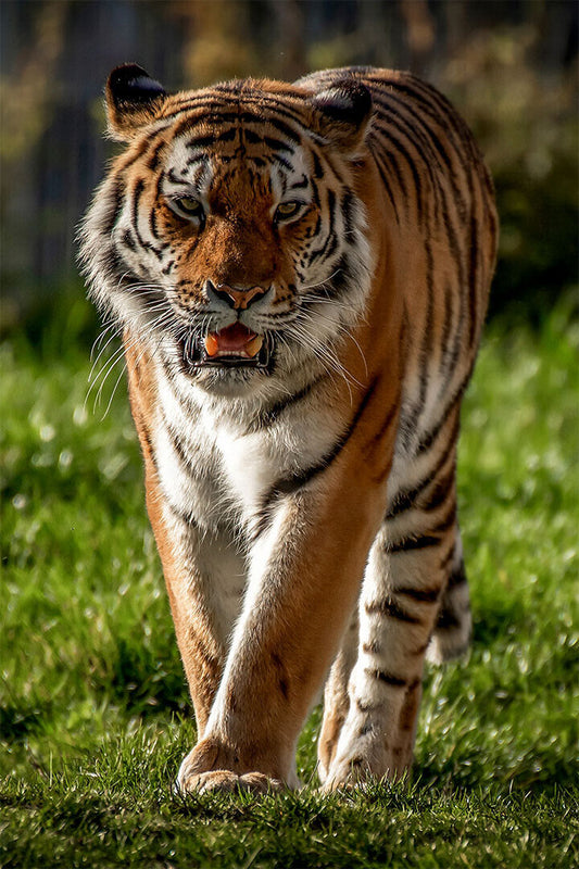 Tiger Animal Dangerous Wander Poster Wall Art Print Home Wall Decor - xonomax