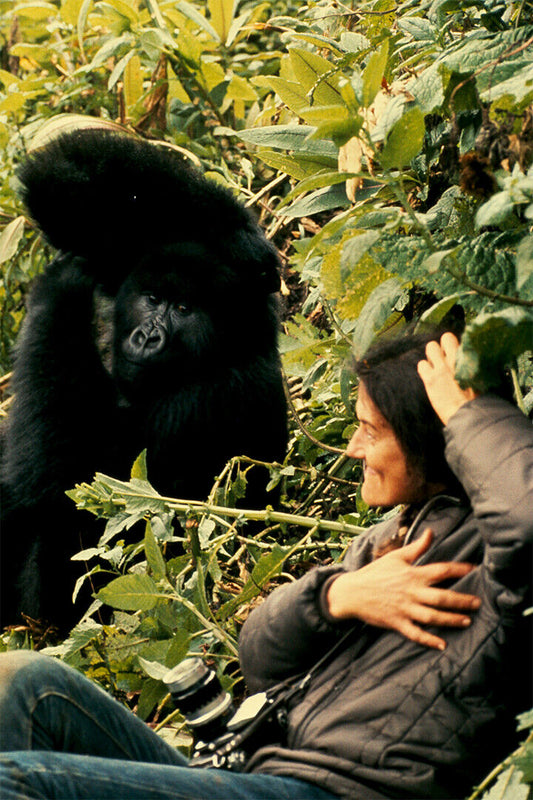 Gorillas In The Mist Vintage Movie Cinema Poster Wall Art Print Home Wall Decor - xonomax