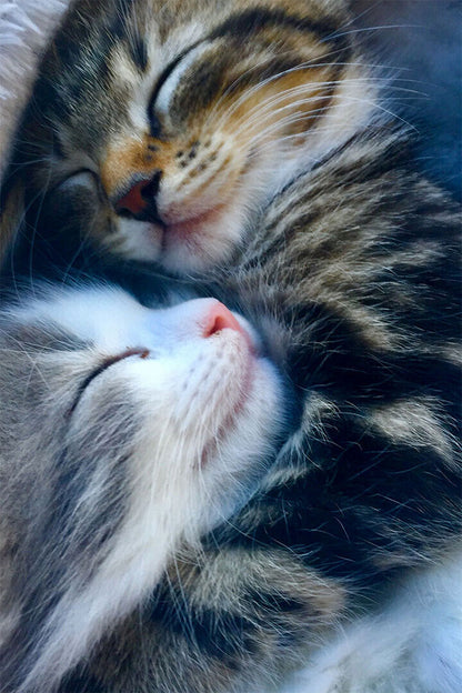 Cat Love All You Need Is Love And A Cat Baby Poster Wall Art Print Home Wall Decor - xonomax