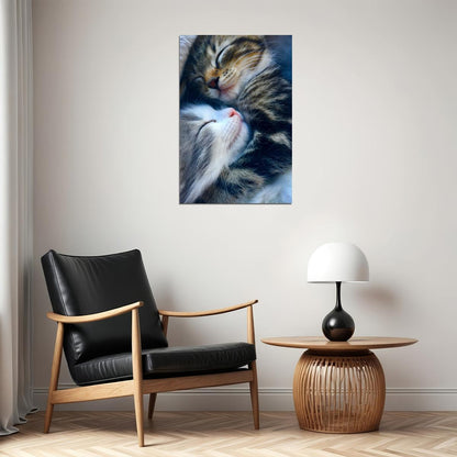 Cat Love All You Need Is Love And A Cat Baby Poster Wall Art Print Home Wall Decor - xonomax