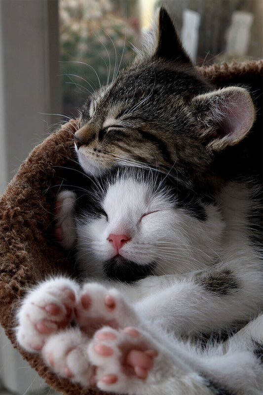 Cat Love All You Need Is Love And A Cat Animals Poster Wall Art Print Home Wall Decor - xonomax
