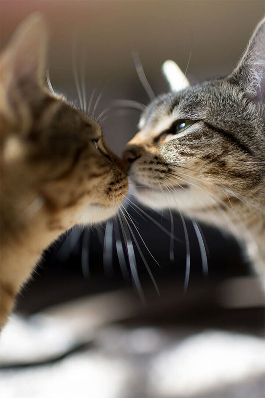 Cat Love All You Need Is Love And A Cat Poster Wall Art Print Home Wall Decor - xonomax