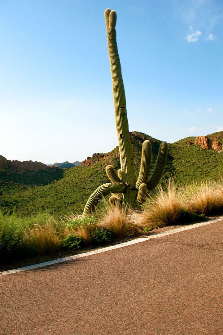 Nature Cactus Tropical Botanical Nature Poster Wall Art Print Home Wall Decor - xonomax