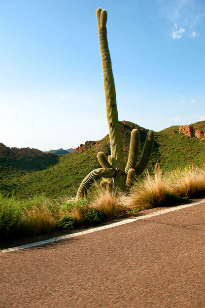 Nature Cactus Tropical Botanical Nature Poster Wall Art Print Home Wall Decor - xonomax