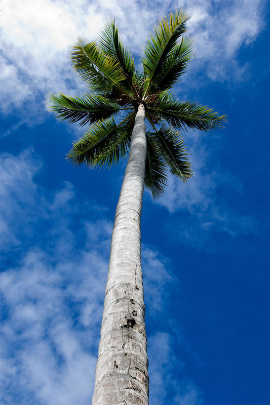 Simple Palm Tree Coastal Sky Landscape Poster Wall Art Print Home Wall Decor - xonomax