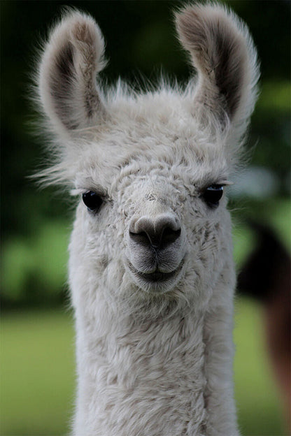 Llama Alpaca Boho Nursery Poster Wall Art Print Home Wall Decor - xonomax