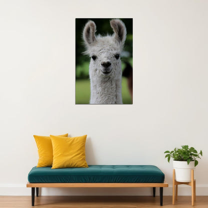 Llama Alpaca Boho Nursery Poster Wall Art Print Home Wall Decor - xonomax