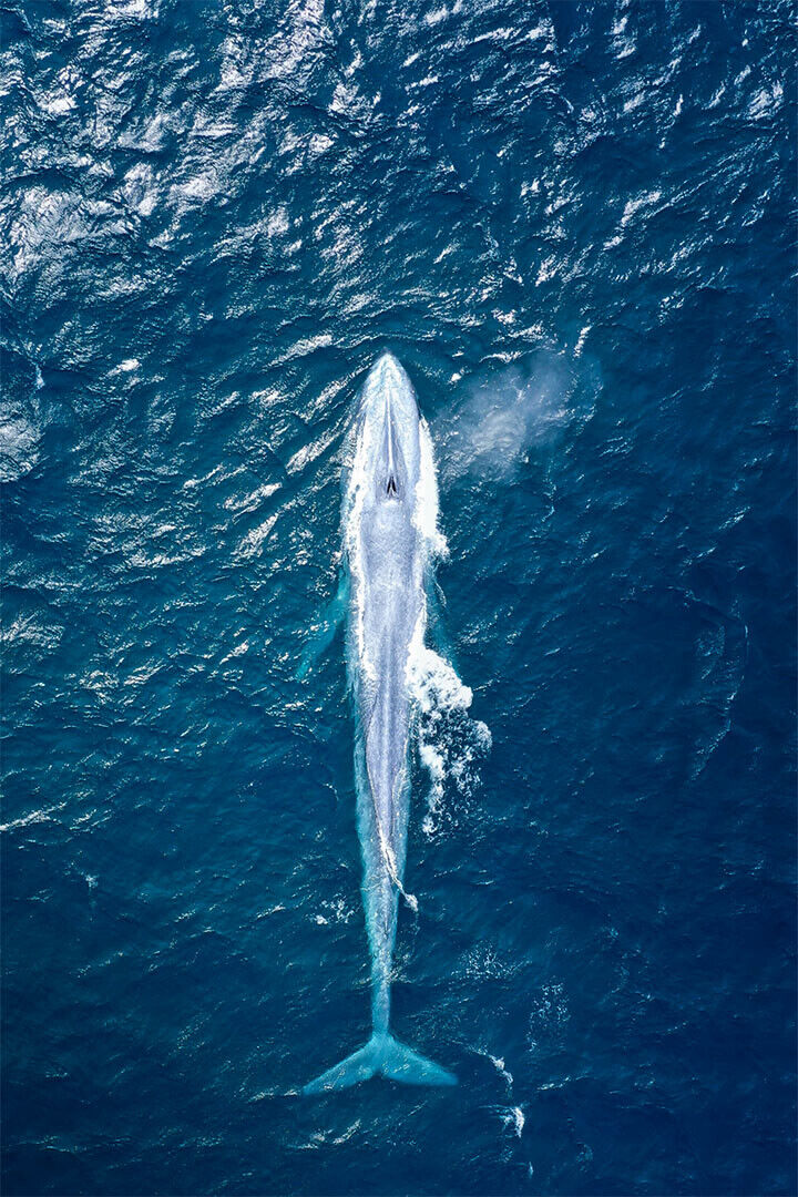 Lovely Blue Whale Sea Animals Poster Wall Art Print Home Wall Decor - xonomax