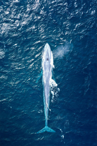 Lovely Blue Whale Sea Animals Poster Wall Art Print Home Wall Decor - xonomax