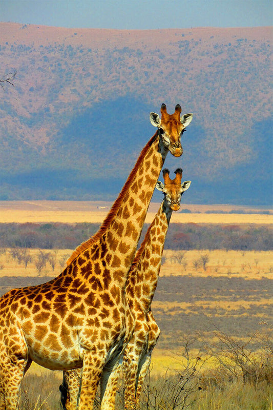 African Giraffes Lover Landscape Animals Poster Wall Art Print Home Wall Decor - xonomax